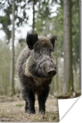 Produktbild von MuchoWow® Poster Wildschwein - Tier - Wald 120x180 cm - Kunstposter