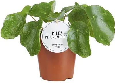 Imagen del producto de Ufopflanze Pilea Sugar planta de interior Ø13cm 20cm alto trendige y casa salón