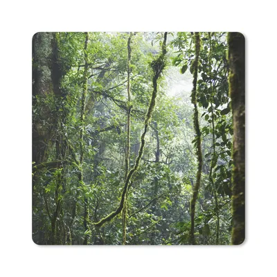 Produktbild von MuchoWow® Mauspad Mousepad Tropischer Regenwald 20x20 cm - Mousepads - Maus Mat - Pad - Mausunterlage - Desk Mat - Bureauartikeln