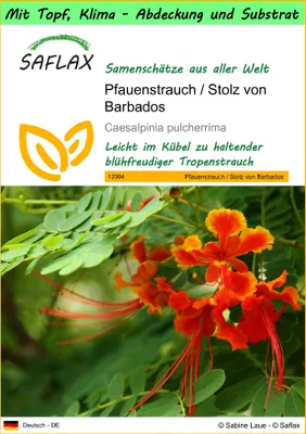 Produktbild von SAFLAX Garden to go - Pfauenstrauch / Stolz von Barbados - Caesalpinia pulcherrima - 10 Samen - Mit Topf, Klima - Deckel und Anzuchtsubstrat