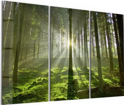 Produktbild von DEQORI Glasbild Echtglas 3x50x100 cm 'Waldlichtspiele' Wandbilder XXL groß