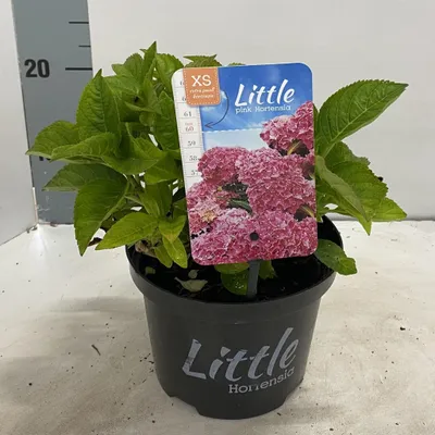 Obrázok produktu pre Hydrangea macr. 'Little Pink' ® (Little XS) – hortenzie | 15–20 cm v črepníku