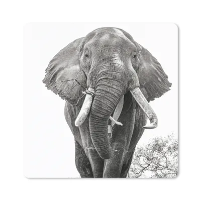 Produktbild von MuchoWow® Mauspad Mousepad Elefant - Porträt - Tiere - Schwarz und weiß 30x30 cm - Mousepads - Maus Mat - Pad - Mausunterlage - Gaming