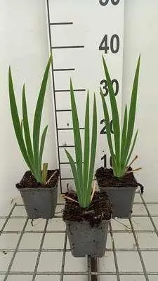 Produktbild von 6 x Iris (germ.) 'St. Crispin' - Schwertlilie - Topf 9 x 9 cm