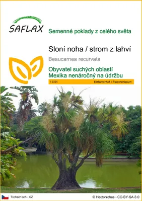 Obrázek produktu pro SAFLAX - Sloní noha / strom z lahví - Beaucarnea recurvata - 10 Semena