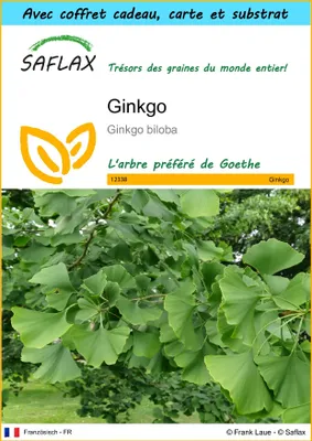 Image de SAFLAX Ensemble-cadeau - Ginkgo - 4 graines - Ginkgo