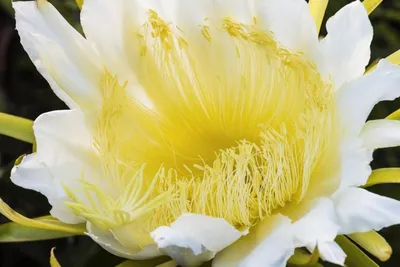 Produktbild von Drachenfrucht Pitahaya Kaktus - 30 Samen