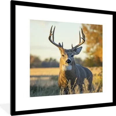 Produktbild von MuchoWow® Gerahmtes Poster Hirsche - Gras - Herbst - Geweih - Natur - Tiere 40x40 cm - Poster mit Schwarzem Bilderrahmen Wandposter Rahmen Foto Bilder - Poster - Plakat im Rahmen