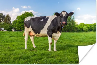 Produktbild von MuchoWow® Poster Kuh - Gras - Tiere 120x80 cm - Bilder