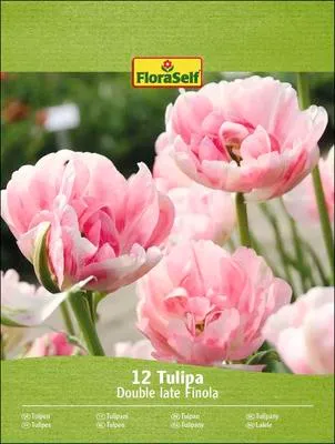 Obrázek produktu pro Tulipány Finola Tulipa 12 ks