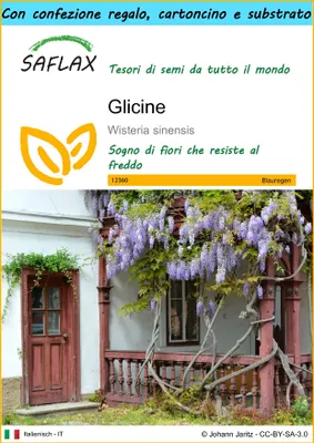 Immagine prodotto di SAFLAX Set regalo - Glicine  - 4 semi - Wisteria