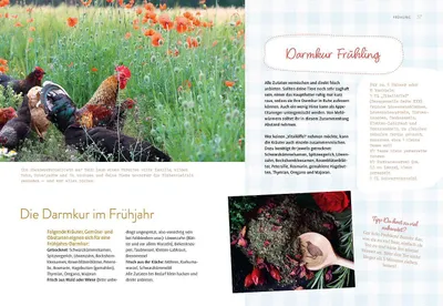 Zdjęcie produktu dla Was sucht das Huhn im Kräuterbeet?