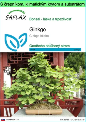 Obrázok produktu pre SAFLAX Garden to go - ginkgo - Ginkgo biloba - 4 Semená - S črepníkom, klimatickým vekom a pestovateľským substrátom