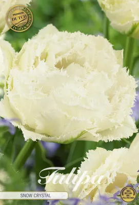 Artikelbild 2 von 'Tulpe Snow Crystal (7 Stück)' aus der Kategorie Tulpenzwiebeln