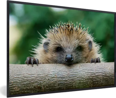 Produktbild von MuchoWow® Gerahmtes Poster Igelbisse im Holz 90x60 cm - Poster mit Schwarzem Bilderrahmen Wandposter Rahmen Foto Bilder - Fotorahmen - Foto-Plakat