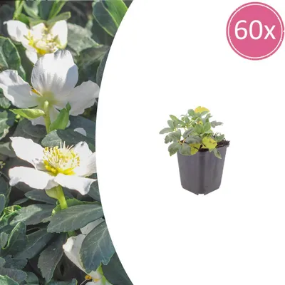 Productafbeelding van Helleborus orientalis | 60 stuks - 10-25cm - Ø9cm - Tuinplant