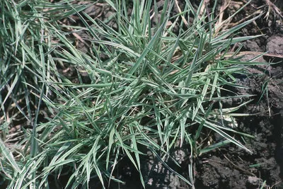 Zdjęcie produktu dla 6 x Holcus mollis 'Albovariegatus' - Różnobarwna trawa miododajna - doniczka 9 x 9 cm