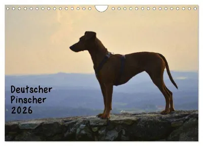 Produktbild von Deutscher Pinscher (Wandkalender 2026 DIN A4 quer), CALVENDO Monatskalender