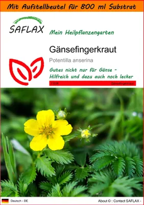 Produktbild von SAFLAX - Garden in the Bag - Heilpflanzen - Gänsefingerkraut - 20 Samen - Mit Anzuchtsubstrat im praktischen, selbst aufstellenden Beutel - Potentilla anserina