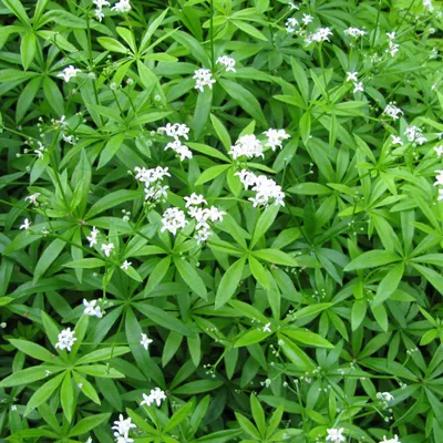 Obrázek produktu pro Svízel vonný (Galium odoratum) 48 rostlin, 10–25 cm, průměr 9 cm, voňavá půdopokryvná rostlina, dekorativní