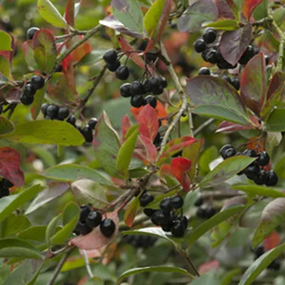 Produktbild von 2 x  Schwarze Apfelbeere  - Aronia prunifolia 'Viking'  | 40-60 cm in Container