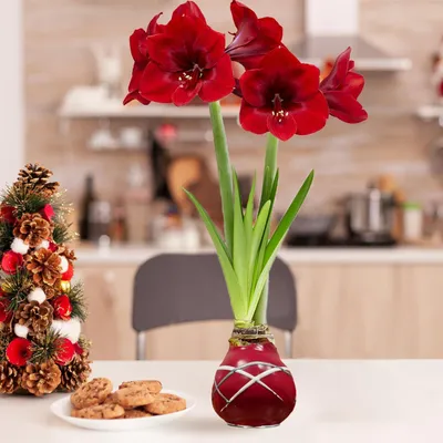 Produktbild von Amaryllis in Wachs Striped Red - 2 Wachsamaryllis Blumenzwiebeln - Wax Amaryllis Zwiebel in Großformat 28/30 - Exklusive Echte Pflanzen aus Holland - Hippeastrum (keine Samen, nicht künstlich)