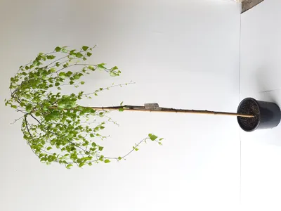 Produktbild von Trauerbirke ‘Youngii’ 160–170 cm – Betula pendula Hängebirke, winterhart, dekorativer Zierbaum für Garten
