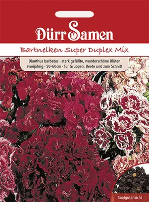 Produktbild von Dürr-Samen - Bartnelke Super Duplex Mix zweijährig 50-60 cm - Saatgut - 1425