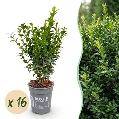 Produktbild von Buxus sempervirens - Buchsbaum - Heckenpflanzen - Immergrün - Grün - Winterhart - Pflegeleicht - 16 Pflanzen - Topf Ø 9 cm - Höhe 20-25 cm