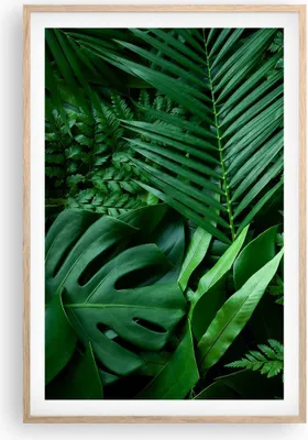 Produktbild von Gerahmtes Poster - Rahmen in heller Eiche - Exotisch Blätter Monstera - 61x91,5 cm - Wand Bild - Wanddeko - Wandbilder - Kunstposter - Wandposter - Bilderrahmen - Bilder - Kunstdruck - P2NPA61x91-4746