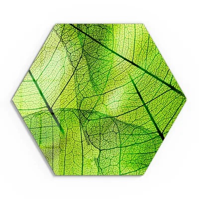 Produktbild von DEQORI Glasbild Echtglas 55x48 cm 'Transparente Laubblätter' Wandbild Bild modern Deko