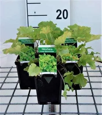 Immagine prodotto di 6 x Heuchera hybr. 'Lime Marmalade' - campanula viola - vaso 9 x 9 cm
