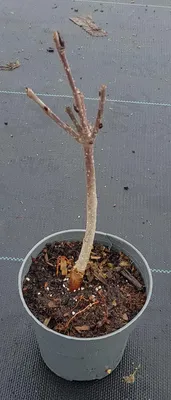 Image de x Sorbomespilus 'Mitjurinskaja Desertnaja'