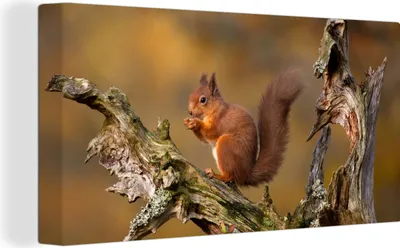Produktbild von MuchoWow® - Leinwandbilder - Eichhörnchen - Baumstamm - Wald, Wandbild, Wanddeko Bilder Wohnzimmer, 40x20 cm