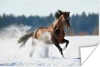 Produktbild von MuchoWow® Poster Pferd - Schnee - Winter 30x20 cm - Plakate - Print