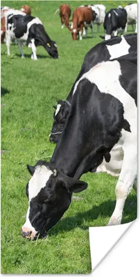 Produktbild von MuchoWow® Poster Kühe - Tiere - Gras - Sonne 40x80 cm - Dekoration