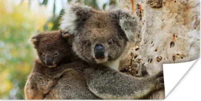 Produktbild von MuchoWow® Poster Koalas - Kind - Baum - Jungen - Mädchen 160x80 cm - Foto Poster