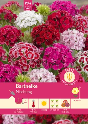 Produktbild von Pabst Keimkraft - Bartnelke Mischung Samen - 173475