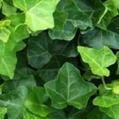 Immagine prodotto di 2 x Efeu hibernica - Hedera hibernica | 60-80 cm in contenitore