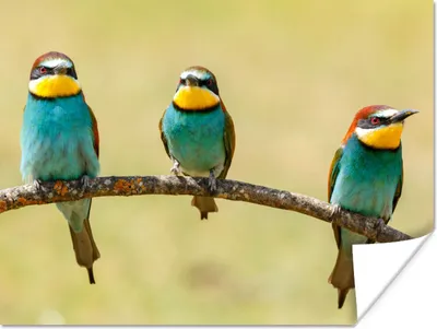 Produktbild von MuchoWow® Poster Vögel - Tiere - Bienenfresser 120x90 cm - Wandbild