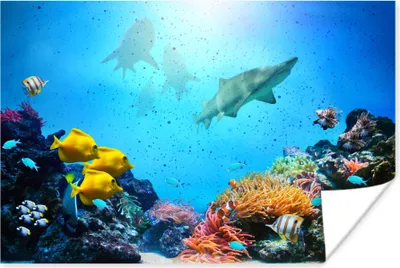 Produktbild von MuchoWow® Poster Meer - Fische - Korallen 60x40 cm - Schlafzimmerdekoration