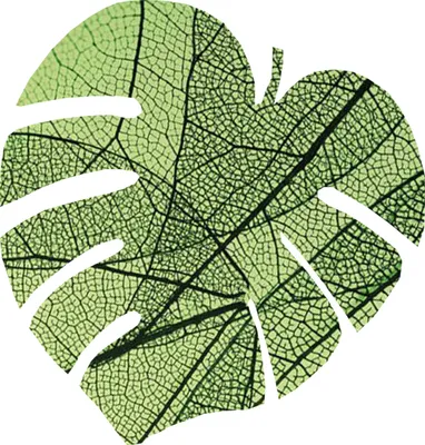 Produktbild von Bertoni Monstera Filzunterlage D 40x40 cm 4 mm dick - Blatt