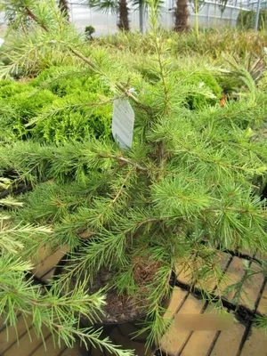 Produktbild von Cedrus deodara Golden Horizon - Himalaya-Zeder Golden Horizon - 40-50