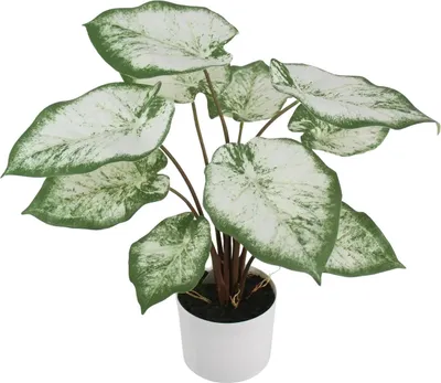 Produktbild von aplanta Künstliche Caladium - Noelia | 55 cm, inkl. Dekotopf, für drinnen, Kunstpflanze, wie echt, Allergiker geeignet, pflanzliche Dekoration Praxis, Office & Wohnzimmer