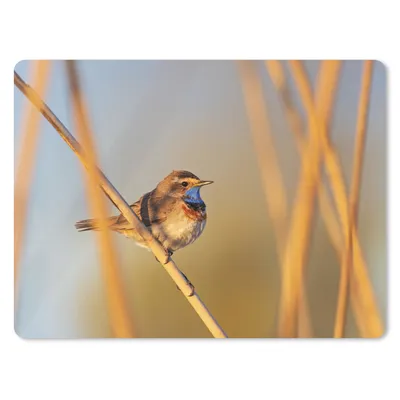 Produktbild von MuchoWow® Mauspad Mousepad Vögel - Blaukehlchen - Schilf 23x19 cm - Mousepads - Maus Mat - Pad - Mausunterlage - Schreibtischunterlage - Mauspad