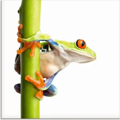 Produktbild von ARTland Glasbild Frosch umfasst einen Pflanzenstengel Größe: 20x20 cm