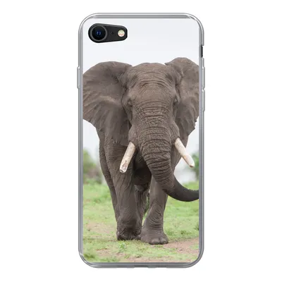 Produktbild von MuchoWow® Handyhülle Schutzhülle Hülle für iPhone 7 Elefant - Tiere - Gras - Natur Silikon Softcase Handy Hülle - Kartenhalter
