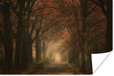 Produktbild von MuchoWow® Poster Waldweg - Herbst - Wald - Bäume und Pflanzen - Natur 60x40 cm - Schlafzimmerdekoration