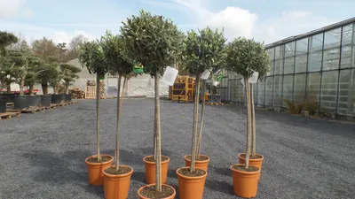 Produktbild von Olivenbaum Olive 160 - 180 cm Hochstamm, beste Qualität, winterhart
