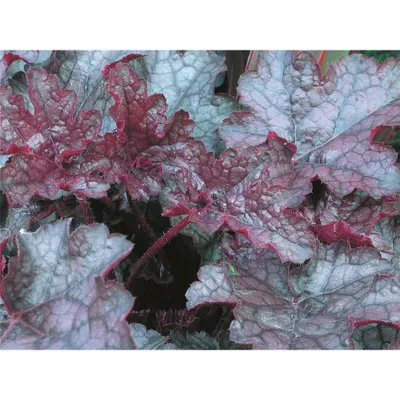 Produktbild von Heuchera "Amethyst Myst" - Purpurglöckchen, Silberglöckchen "Amethyst Myst" im Topf 12 cm - 12 cm